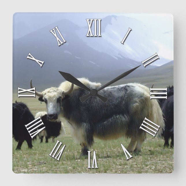 Reloj Cuadrado Yak blanco en las montañas Ladakh/Tibet, Himalayas (Anverso)