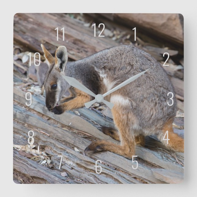 Reloj Cuadrado Yellow Footed Rock Wallaby Kangaroo Australia (Anverso)