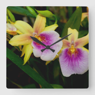 Reloj Cuadrado Yellow Pink Purple Miltonia Sunset Orchids