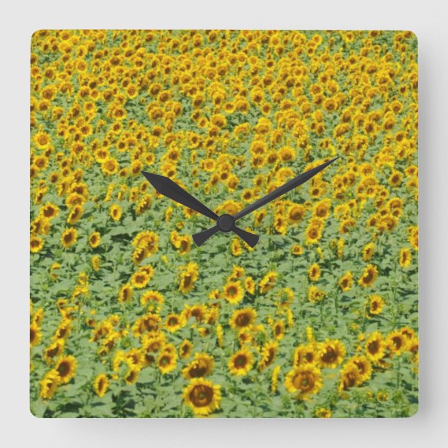 Reloj Cuadrado Yellow Sunflower Field (Anverso)