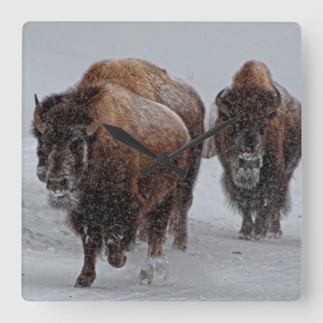 Reloj Cuadrado Yellowstone Bison (Anverso)