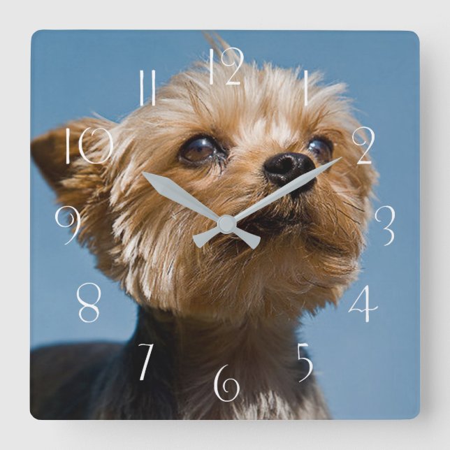 Reloj Cuadrado Yorkshire Terrier (Anverso)