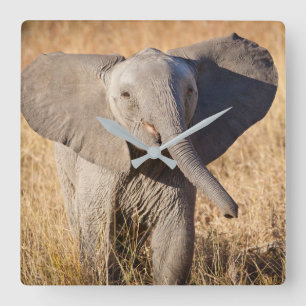 Reloj Cuadrado Young Bush Elephant