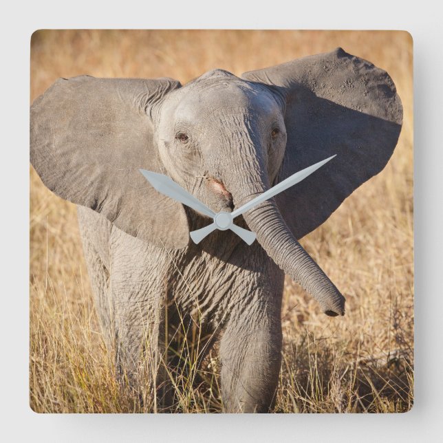 Reloj Cuadrado Young Bush Elephant (Anverso)