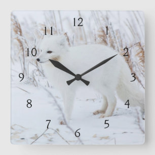 Reloj Cuadrado Zorro Ártico