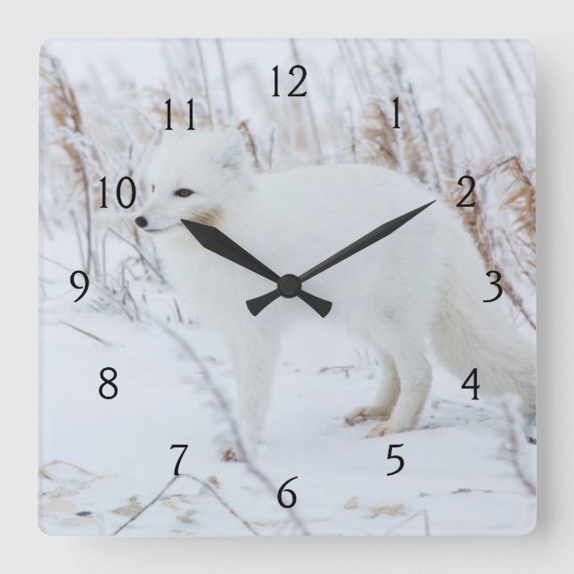 Reloj Cuadrado Zorro Ártico (Anverso)