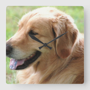 Reloj de apertura de Golden Retriever