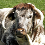 RELOJ DE BOLSILLO COW<br><div class="desc">A photographic design of an English Longhorn cow a brown and white breed of beef cattle.</div>