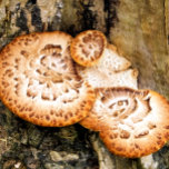 RELOJ DE BOLSILLO FUNGI<br><div class="desc">Diseño fotográfico de hongos que crecen en un árbol.</div>