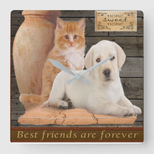 reloj de cachorros y gatitos