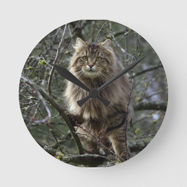 Reloj de Mascota animal de Maine Coon Long-hair Ta (Anverso)