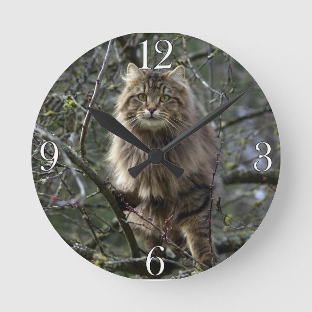 Reloj de Mascota animal de Maine Coon Long-hair Ta (Anverso)