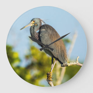 Reloj de pared acrílico perfecto para aves, redond