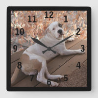 Reloj de pared adornado de cerdo irresistible de P