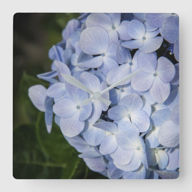 Reloj de pared azul de Hydrangea (Anverso)