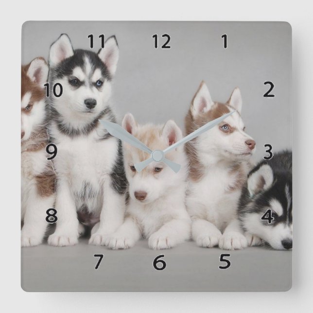 Reloj de pared cuadrado de los Huskies siberianos (Anverso)