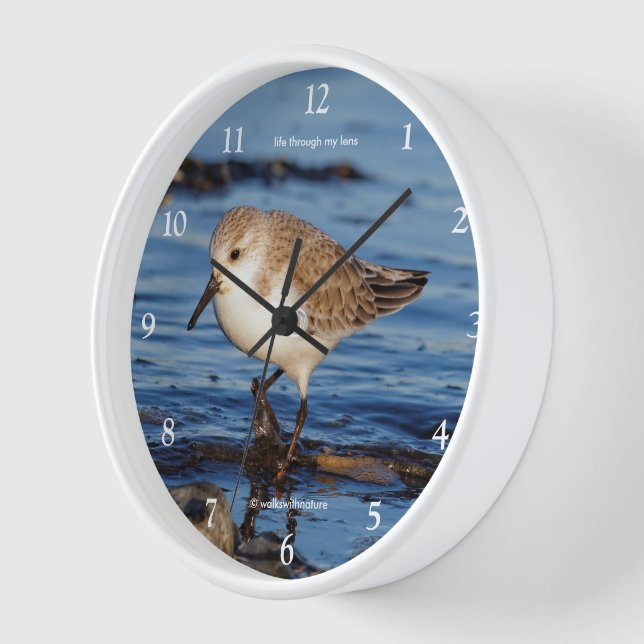 Reloj De Pared Cute Wandering Sanderling Shorebird Sandpiper (Ángulo)