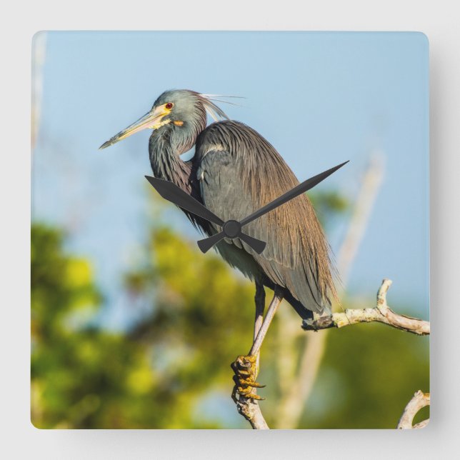 Reloj de pared de acrílico Bird Perfect (Anverso)