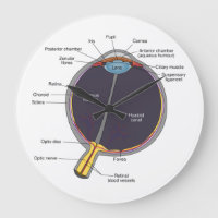 Reloj de pared de anatomía ocular