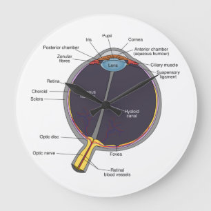 Reloj de pared de anatomía ocular