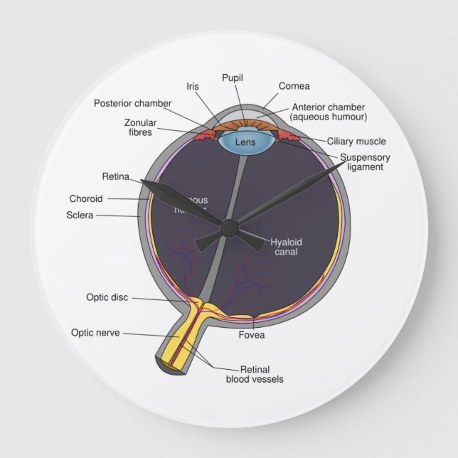 Reloj de pared de anatomía ocular (Anverso)