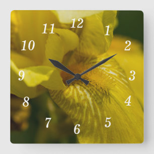 Reloj de pared de barba de iris amarillo