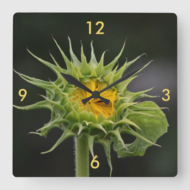 Reloj de pared de bud de girasol (Anverso)