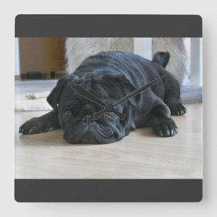 Reloj de pared de cachorro pug negro lindo