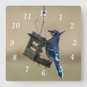 Reloj de pared de Jay azul girando