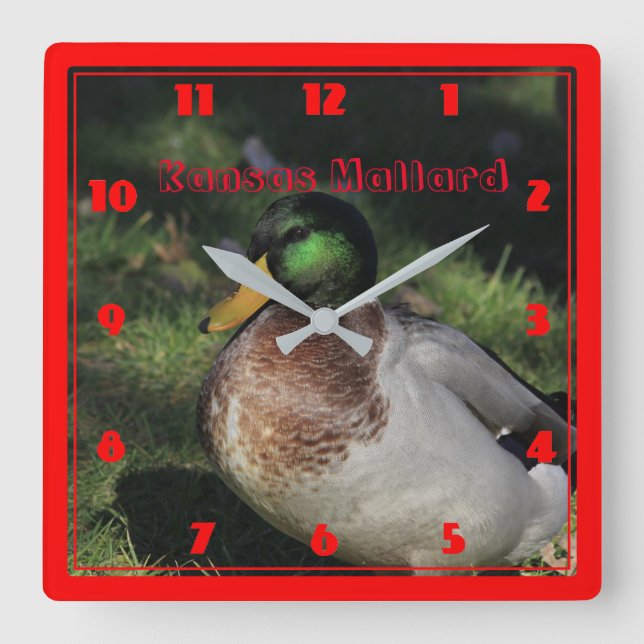 Reloj de pared de Kansas Mallard Square (Anverso)