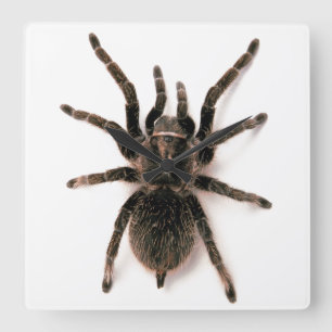 Reloj de pared de la araña del Tarantula
