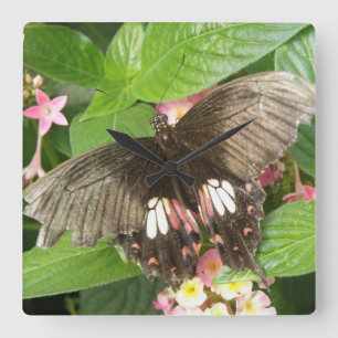 Reloj de pared de la macro de mariposa de la cola