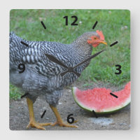 Reloj de pared de la sandía de pollo