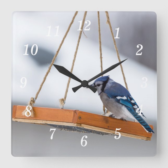 Reloj de pared de lunar de Jay azul (Anverso)