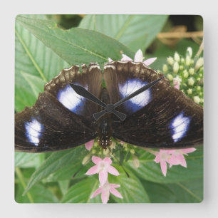 Reloj de pared de mariposa con manchas azules