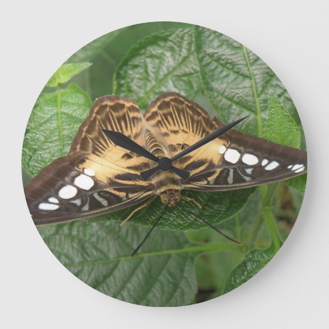 Reloj de pared de mariposa de acristalamiento trop (Anverso)