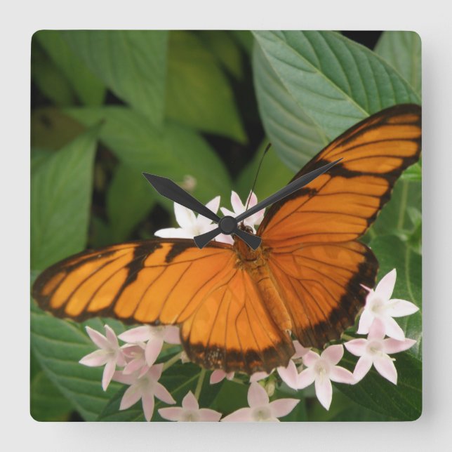 Reloj de pared de mariposa de la naranja Julia (Anverso)
