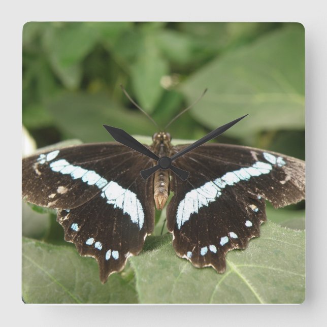 Reloj de pared de mariposa tropical negro y blanco (Anverso)