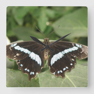 Reloj de pared de mariposa tropical negro y blanco