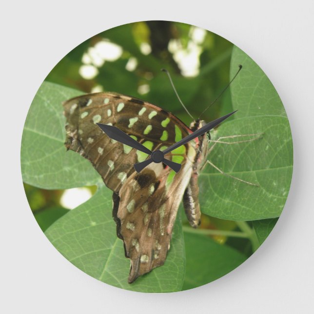 Reloj de pared de mariposa verde tropical irlandés (Anverso)
