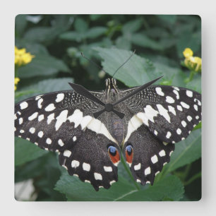 Reloj de pared de mariposa y flores de cal