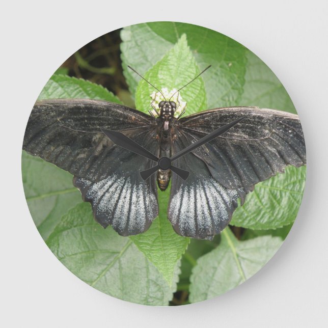 Reloj de pared de mariposa y flores tropical bonit (Anverso)