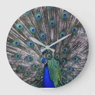 Reloj de pared de pavo real