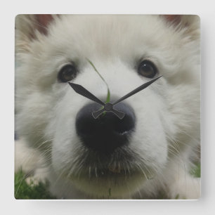 Reloj de pared de perro de pastor suizo - Perro de