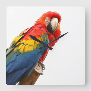 Reloj de pared de Scarlet Macaw Square