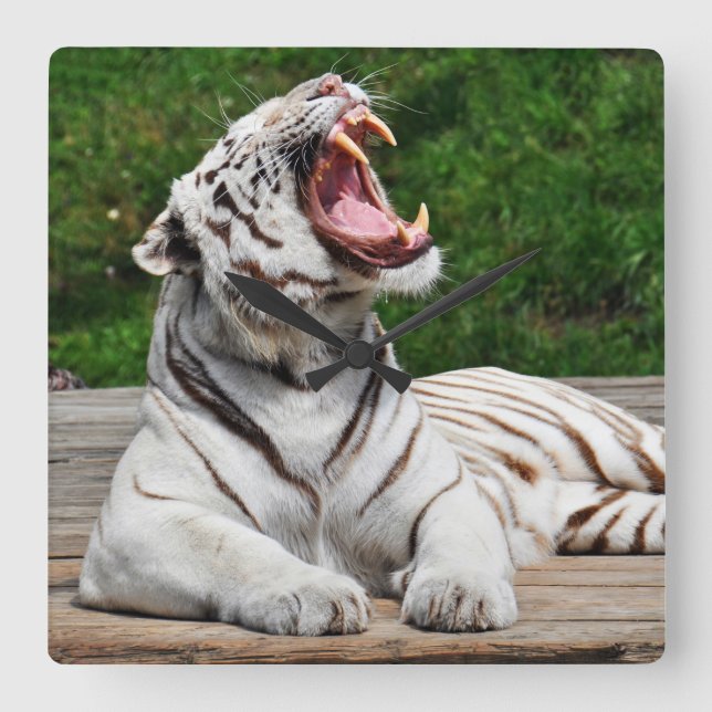 Reloj de pared de Tigre Blanco, Tigre de Bengala (Anverso)