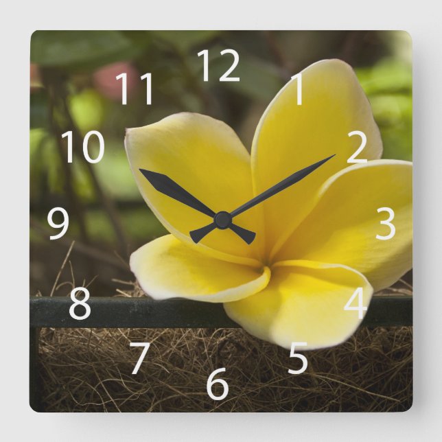 Reloj de pared del Plumeria (Anverso)