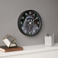 Foto de vida silvestre de Cute Forest Raccoon