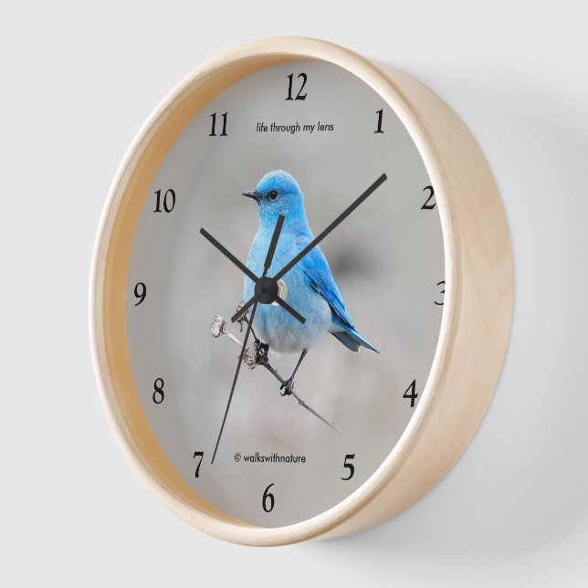 Reloj De Pared Hermoso pájaro azul de la montaña en Tansy (Ángulo)