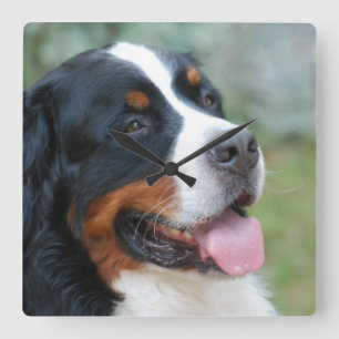 Reloj de pared lindo de Bernese